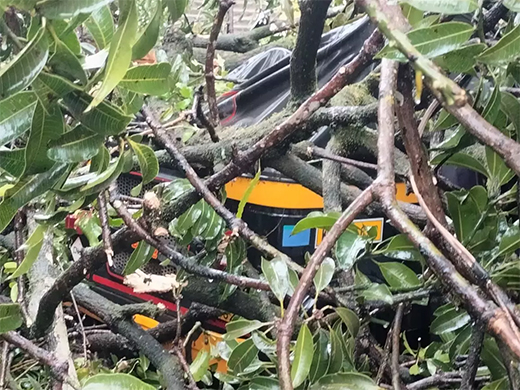 Karkala tree fall on Rikshaw